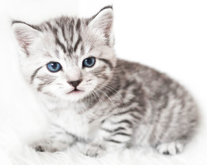 cute kitten is sitting. 