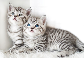 Obraz premium Dwa słodkie kociaki.