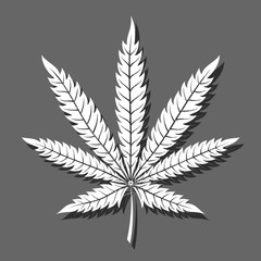 Vector leaf of marijuana casting a gray shadow