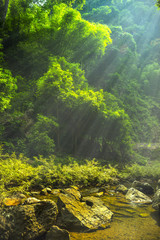 Beautiful beam into the bamboo forest