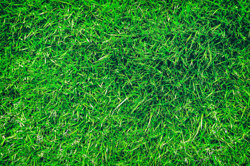 Focus on the surface of the lawn green, Green lawn, backyard for background