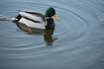 A bright colored duck swims on the river , early spring