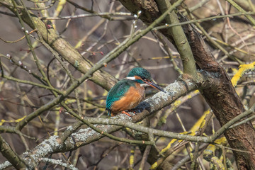eisvogel bei der jagd