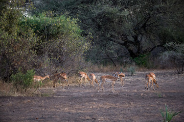 Impalas (Aepyceros) 