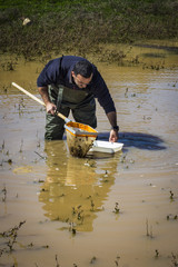 Scientist sampling for biota in a wetland