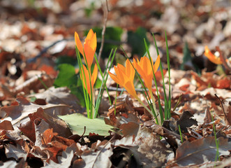 Жёлтые крокусы цветущие в весеннем лесу 