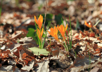 Жёлтые крокусы цветущие в весеннем лесу 
