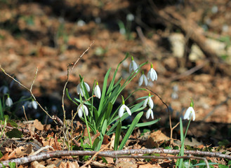 Цветущие Галантусы (Galanthus) в весеннем лесу
