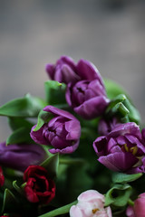 Tulips on wood background