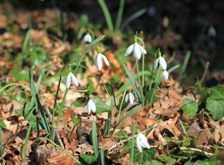 Цветущие Галантусы (Galanthus) в весеннем лесу