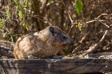Klippschliefer oder Klippdachs (Procavia capensis) 