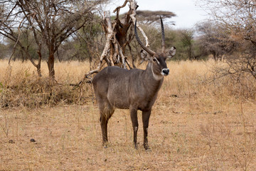 Südlicher Spießbock - Oryx gazella - Afrika