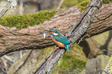 eisvogel mit fischchen