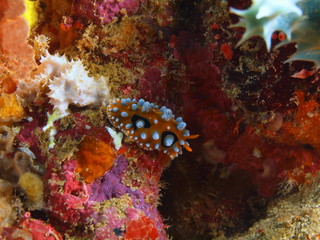 True sea slug