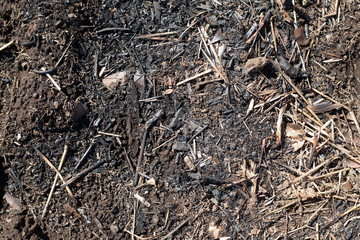 Burnt wood chips for soil