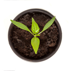 Young pepper sprout in round pot