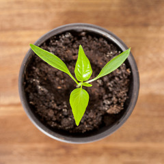 Pepper sprout in round pot