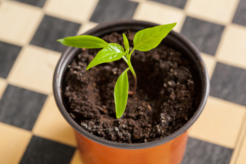Pepper sprout in pot on chessboard