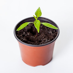 Pepper sprout in brown pot on white background