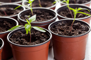 Chilli pepper seedlings in pots