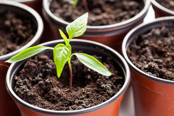 Pepper seedling in pot