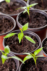 Chilli pepper sprouts in pots