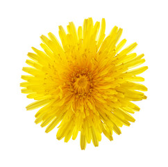 Close-up of yellow dandelion flower isolated on white background.