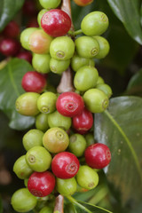 Coffee beans ripening on a tree.