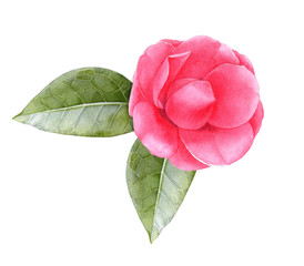 Watercolor pink camellia flower with leaves