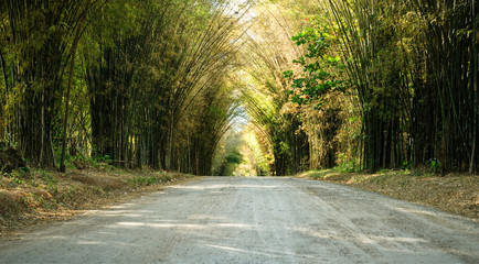 Fototapeta na wymiar Road with bamboo tunnel in forest : summer, Thailand