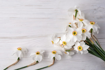 Daffodil flower on background