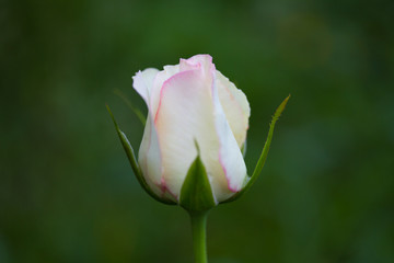 two tone / white and pink bud rose