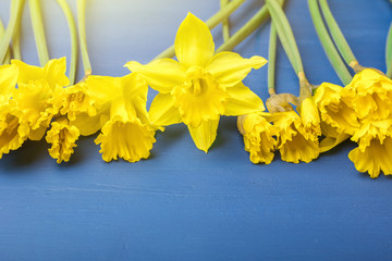 Yellow daffodil on a blue background. Copy space 1