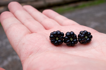 Open palm with sweet tasteful black raspberries