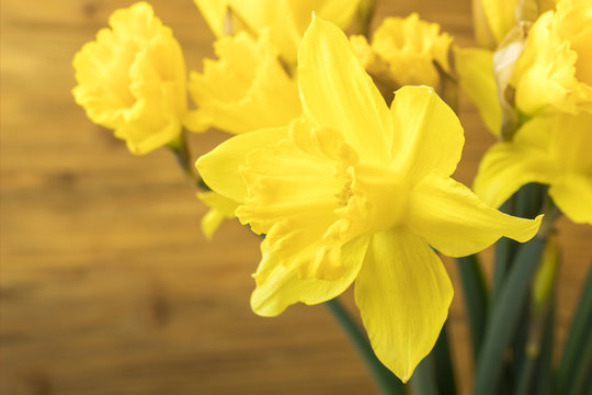 Yellow daffodil on a wooden background. Close-up 1