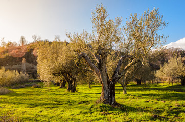 olive trees