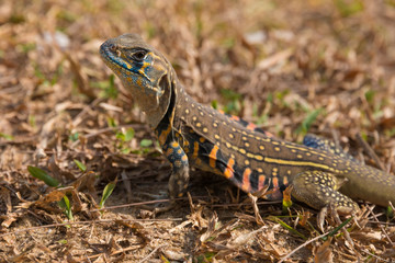 A great close-up photo of a leiolepis belliana (common butterfly lizard) taken on a field in Terengganu, Malaysia.