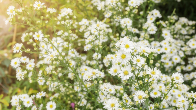 White Daisy flower in a garden.