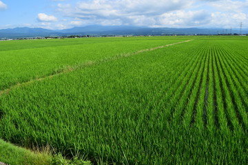 初夏の水田