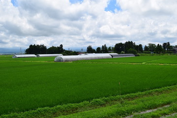 Fototapeta premium 初夏の水田