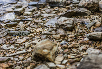 Fototapeta premium Crab hiding under a rock