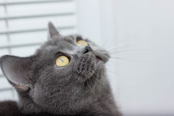 gray British thick cat