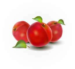 Vector illustration of red peaches on a white background