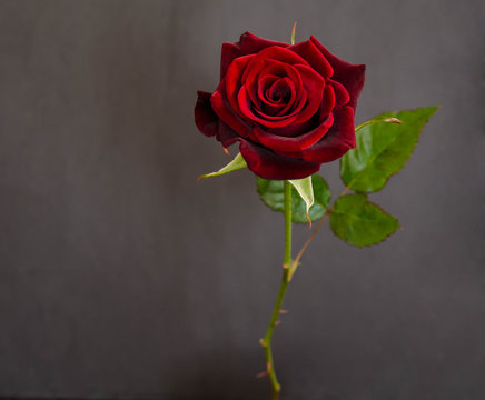 beautiful  single dark red  rose on dark background