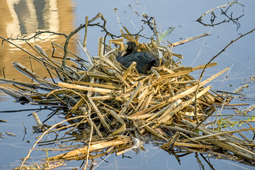 Eurasian coot on nest