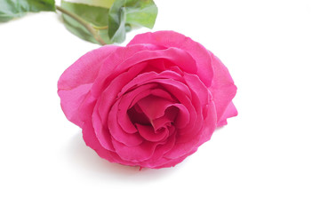 The gentle pink rose isolated on white background. Luxury fresh flower-the path to the heart. 