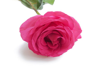 The gentle pink rose isolated on white background. Luxury fresh flower-the path to the heart.