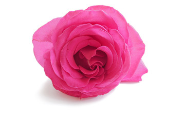 Pink cute rose isolated on white background. Luxury fresh flower-the path to the heart.