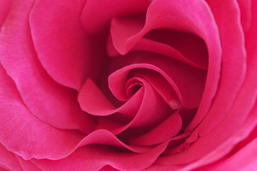 Fototapeta na wymiar The background of petal pink roses. Luxury fresh flower-the path to the heart. 