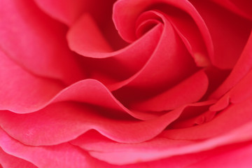 Naklejka premium Background of the Bud of a red rose. Luxury fresh flower-the path to the heart. 